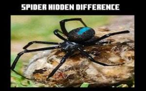 Spot the Web Differences